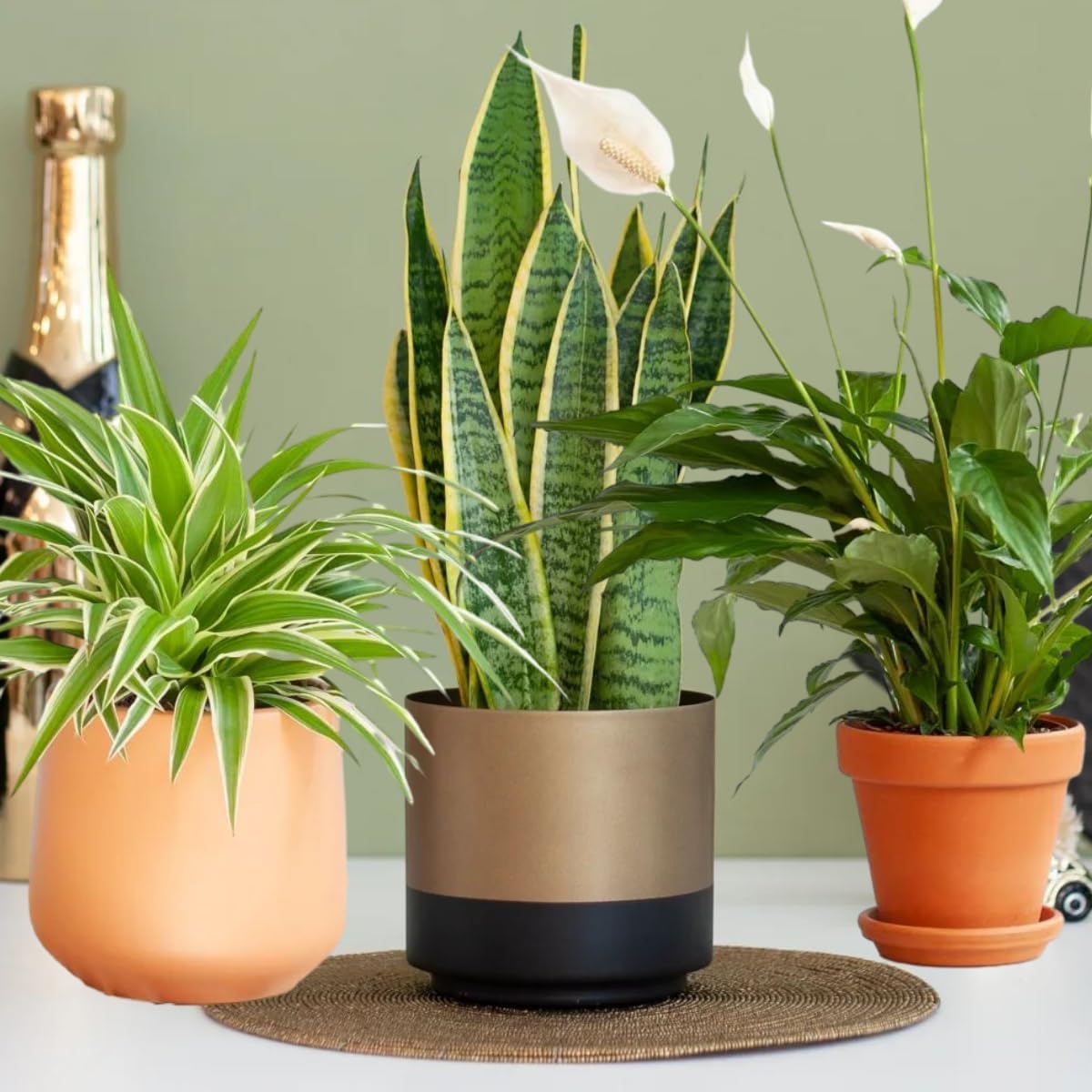 Houseplants