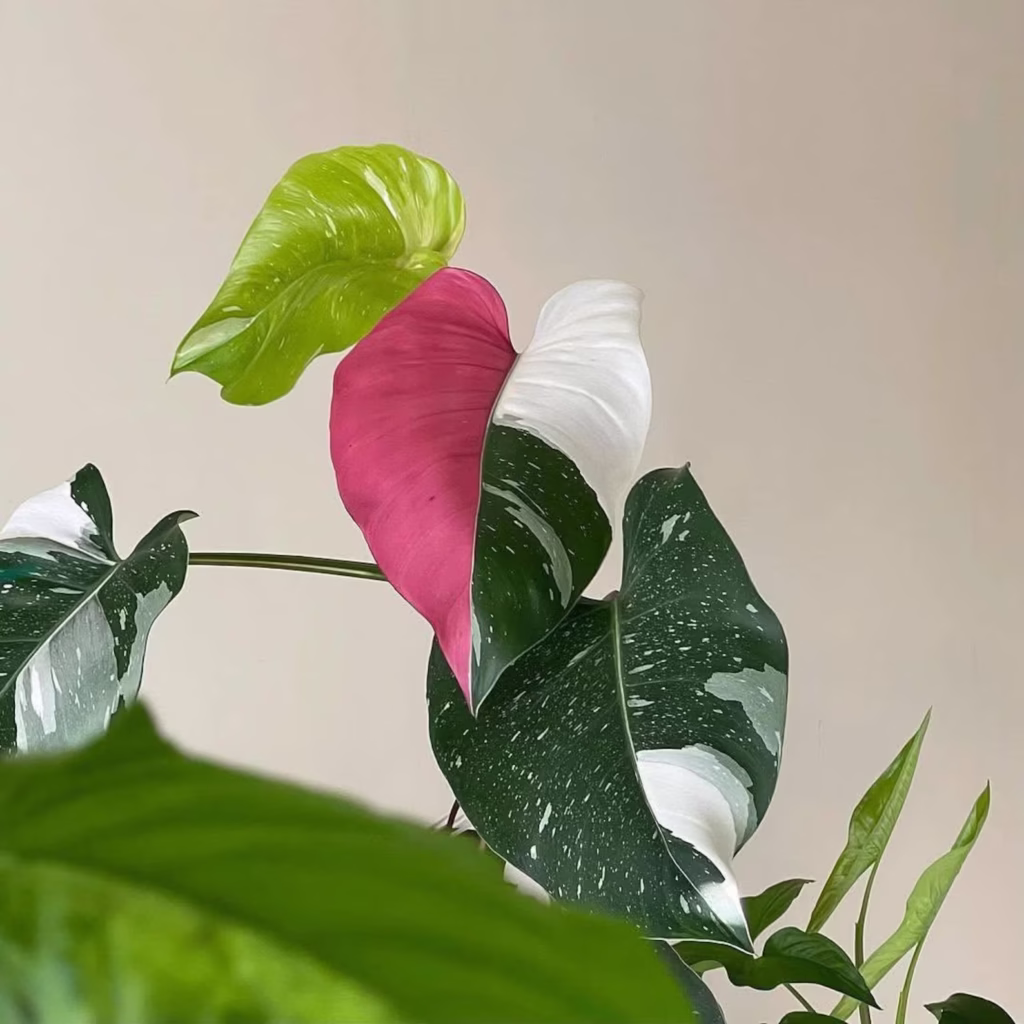 16 Best Houseplants for Cleaner Air & a Healthier Home 14 14