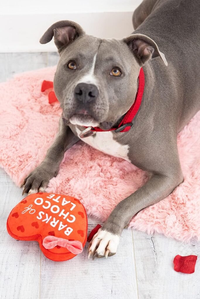 Enrichment Toys and Puzzles