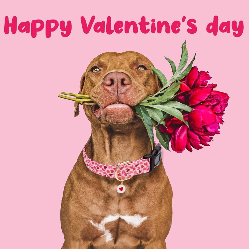 Dog Frendly Valentines Day Gifts featuring Stylish and Functional Accessories